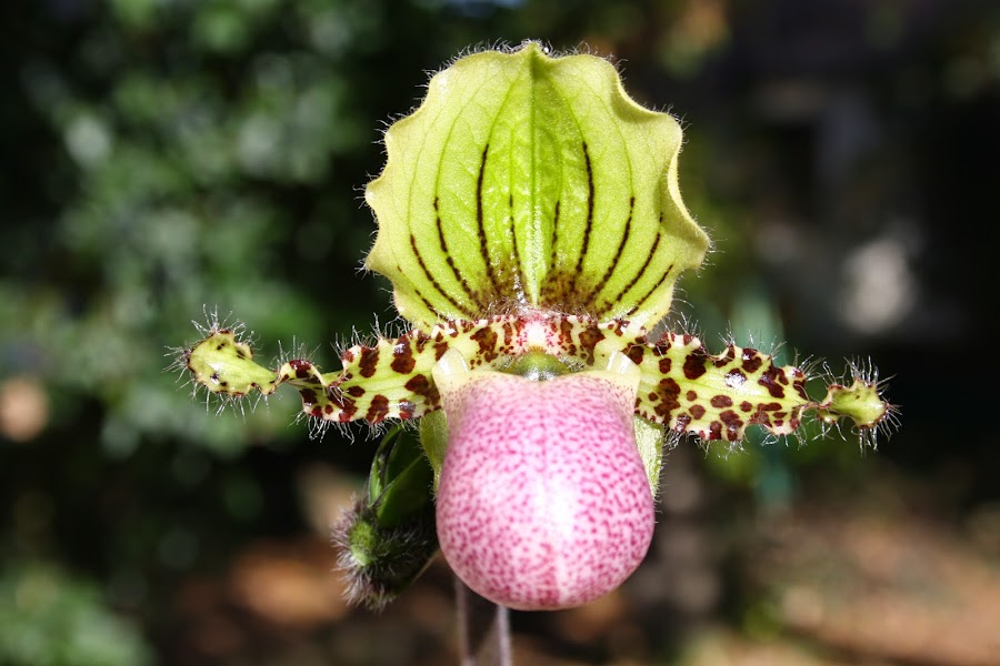 Paphiopedilum victoria-regina (chamberlainianum var latifolium) IMG_3114