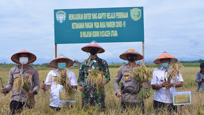 Menjaga Kestabilitasan Ketahanan Pangan Dandim 0103 Aceh Utara Panen Padi Demplot di Cot Trieng