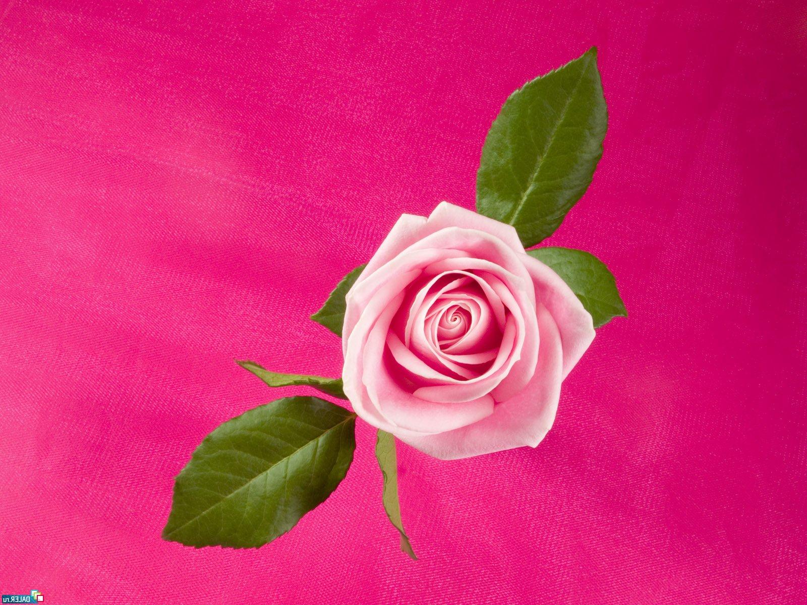 Beautiful Pink Rose For Lovers