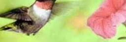 Profile cover photo