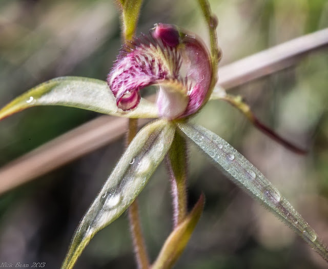 378A5476_spider_orchid_blurred.jpg