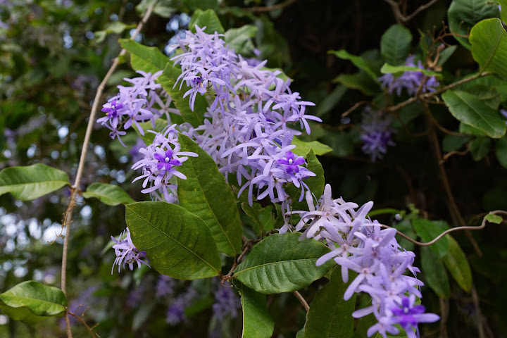 Шри-Ланка: на машине 1 100 км,  фото без комментариев, март-апрель 2013г.
