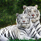 animals_538.jpg