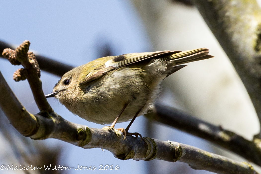 Goldcrest