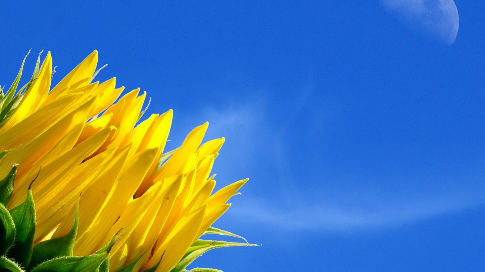 Sunflower Shines In Blue Sky