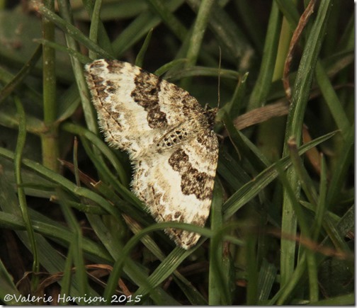 3-Common-Carpet