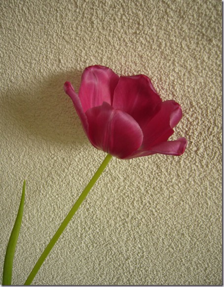 tulp-2