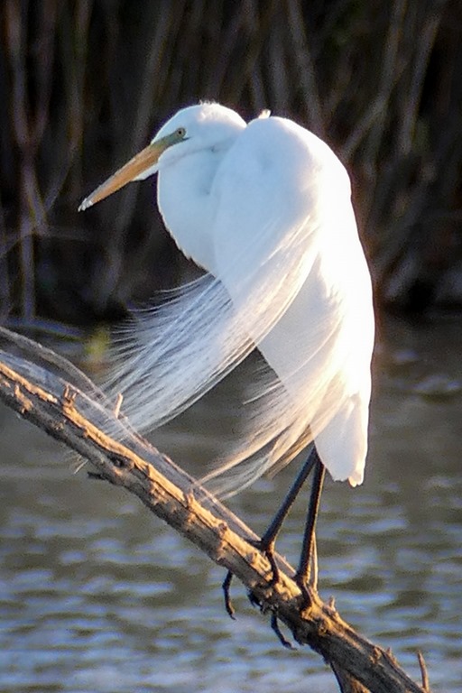 Great Egret P1000090