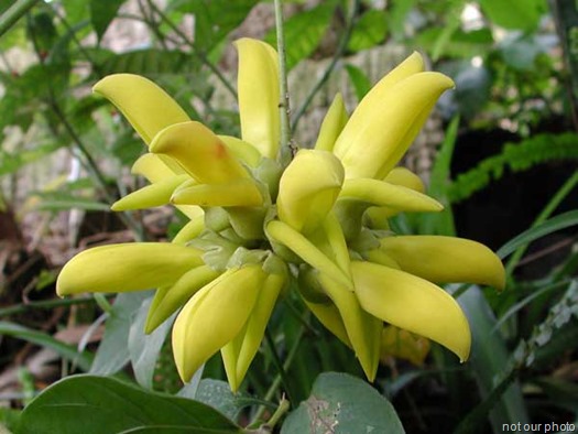 Mucuna_sloanei flower