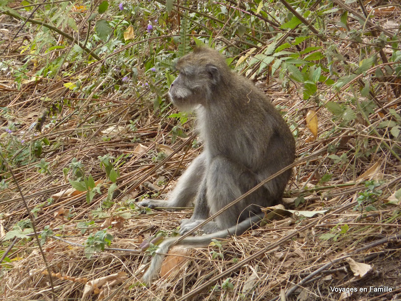 Rinjani monkeys