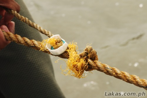 Knot