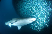 A ragged-tooth shark cruises by a baitball. 