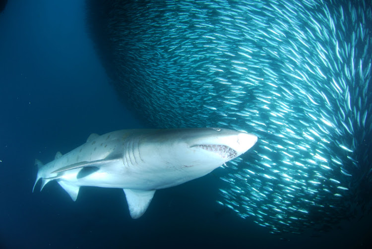 A ragged-tooth shark cruises by a baitball.