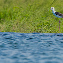 Black-winged Stilt.