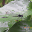 Damselfly