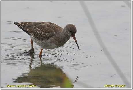 Slimbridge WWT - September