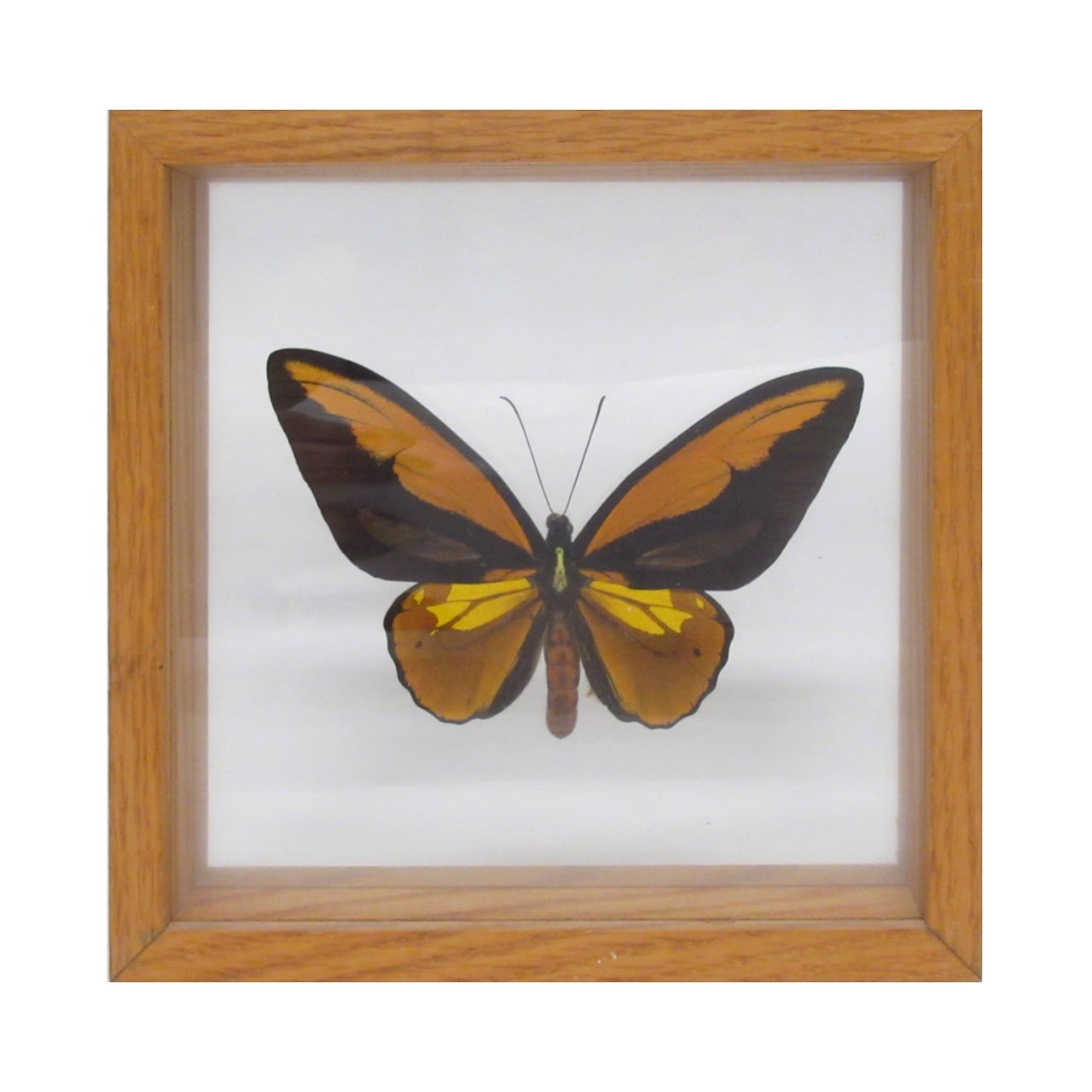 Ornithoptera Indonesia Butterfly Specimen