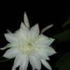 Night Blooming Cereus