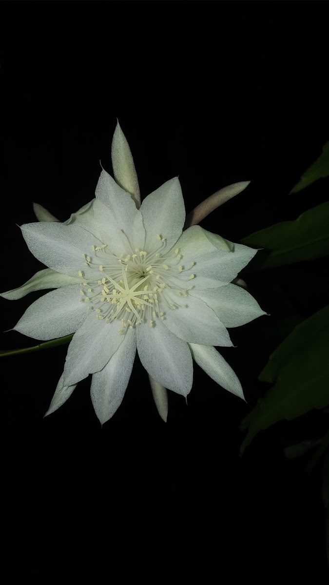 Night Blooming Cereus