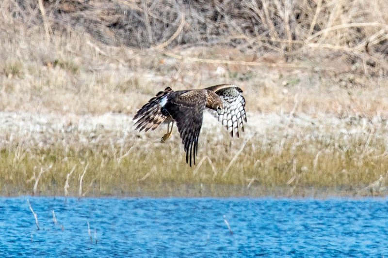 Northern Harrier Female IMG_0245