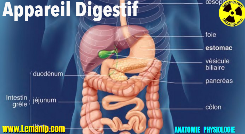 Qu'est-ce que l'appareil digestif ?