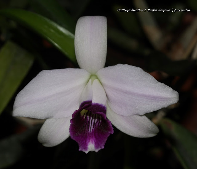 Cattleya bicalhoi (Laelia dayana) f. coerulea IMG_8634b%252520%252528Large%252529