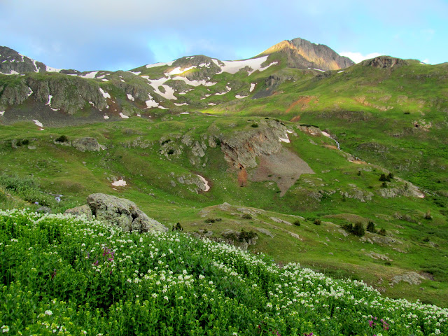 Thick carpet of Heartleaf Bittercress (Cardamine cordifolia)