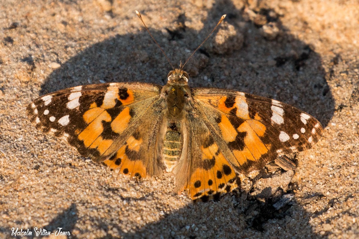 Painted Lady