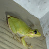 Squirrel Tree Frog