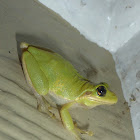 Squirrel Tree Frog