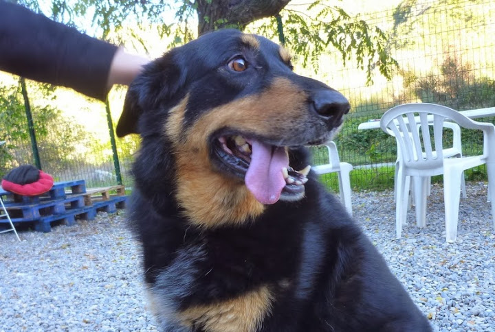 Sos pour HANDY - beauceron 8 ans - Refuge de Digne (04) HANDY%2009%2011%207