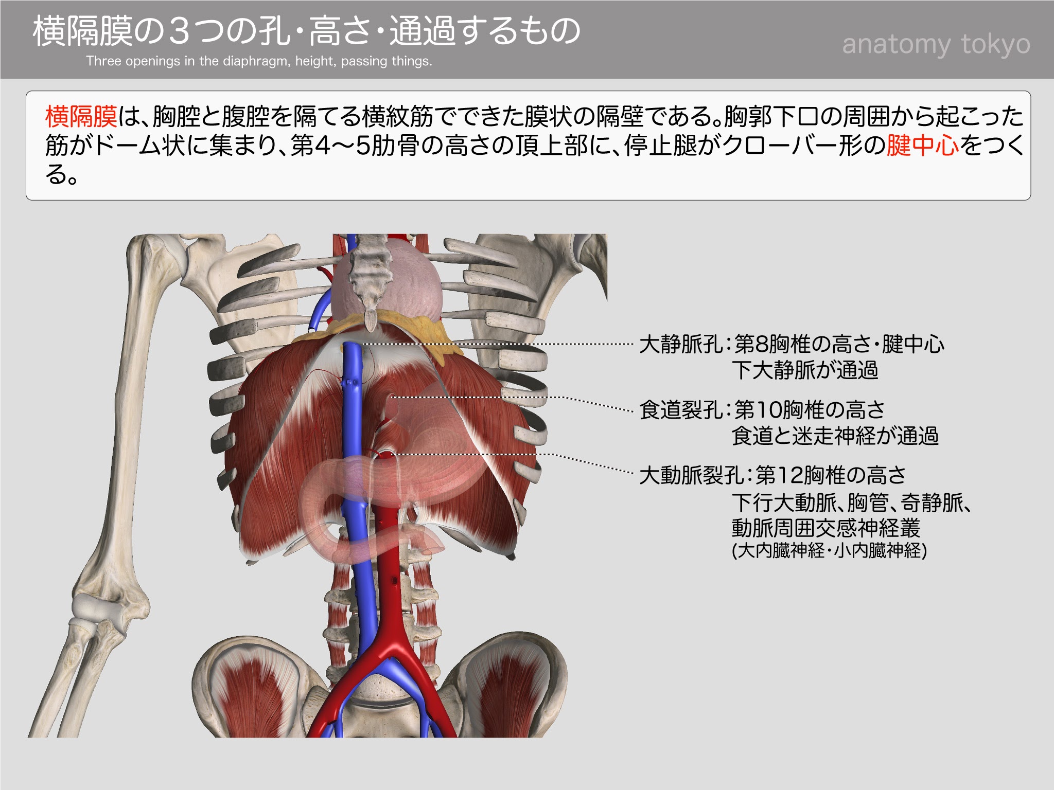 横隔膜の３つの孔 大静脈孔 食道裂孔 大動脈裂孔 高さ 通過するもの 徹底的解剖学