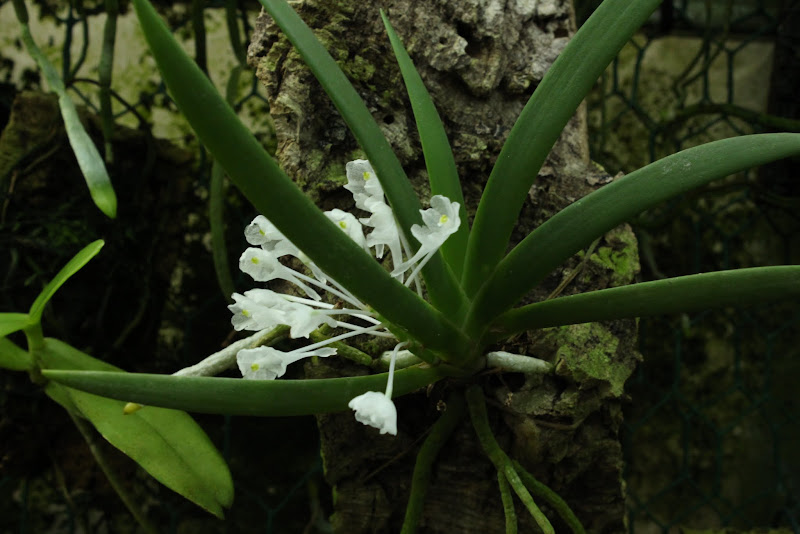 Podangis dactyloceras IMG_6725