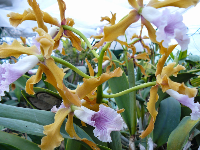 Laelia grandis P1040464