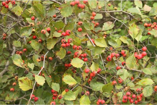 This shrub had vibrant tasting haws. Note the tiny apple-like fruit and impressive thorns.