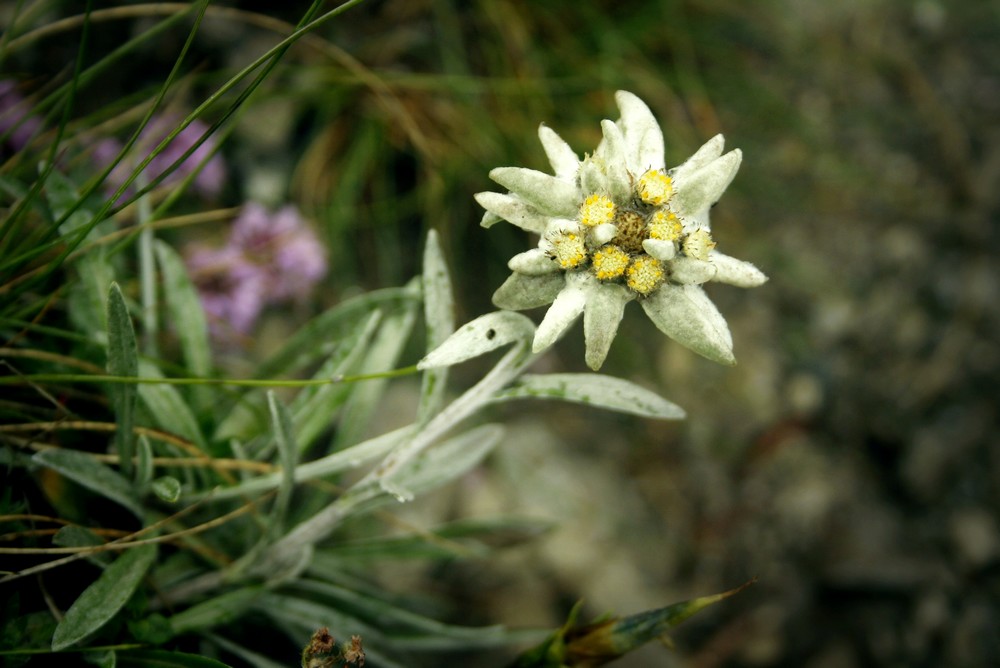 Szarotka alpejska