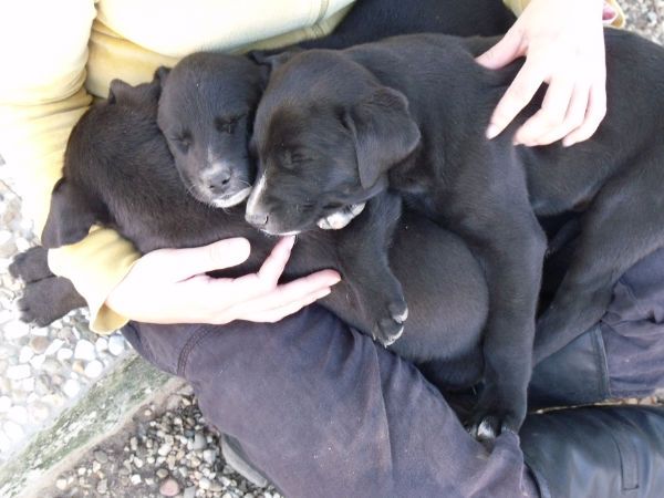 galgo - ADOPTADO!!! Queda solo Jocker (enero 2012), X galgo negro. Sevilla (PE) Bebesmairena4