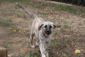 Mystique - Rehomed Loule Portugal