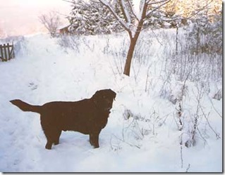 Labrador