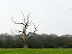 Dead tree near Fordley