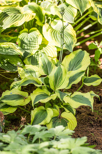 Hosta Goodness Gracious Hosta-goodness-gracious-130716-186rm