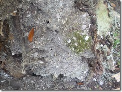 Shell remains under tree on Nellie Dora Mound