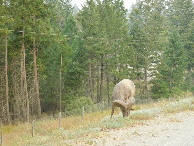 C144_CAN BC Bighorn Sheep at Radium Hot Springs_2018-08-16_DSCN2468