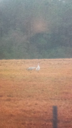 Wildlife Refuge «Mississippi Sandhill Crane National Wildlife Refuge», reviews and photos, 7200 Crane Ln, Gautier, MS 39553, USA