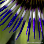 Blaue Passionsblume (Passiflora caerulea)