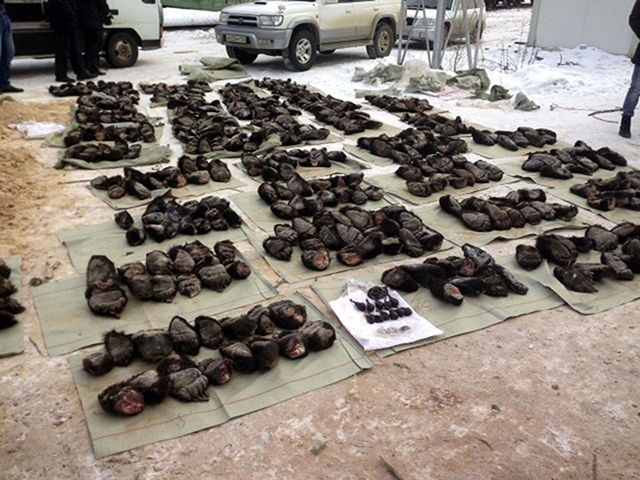 Bear paws and gall bladders seized during searches of smugglers in 2015-2017 in Siberia and Far East. Photo: The Siberian Times