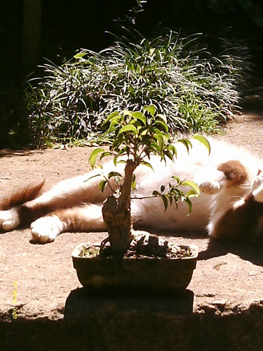 Pré de Ficus Natasha-Boni... IMAG0033