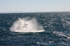 Sunlit whale in mid air