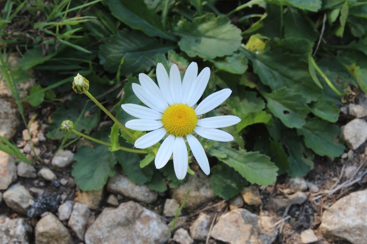 Dans le Jura, la boucle de Cuttura IMG_5242