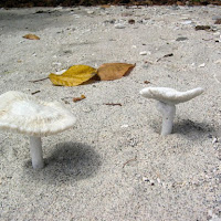 Funghi in spiaggia.. di 